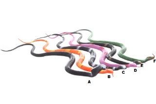 Obrázek z Had plast 55cm, 6druhů (24) 